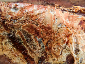  ( - HAY-F-005163)  @11 [ ] by-nc (2023) Dean Lyons Fungal Diversity Survey