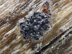  ( - HAY-F-005155)  @11 [ ] by-nc (2023) Dean Lyons Fungal Diversity Survey