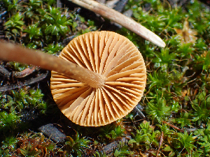  (Crassisporium sp. CA01 - HAY-F-005010)  @11 [ ] by-nc (2023) Dean Lyons Fungal Diversity Survey