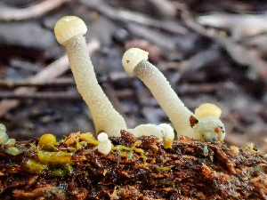 ( - HAY-F-004975)  @11 [ ] by-nc (2023) Dean Lyons Fungal Diversity Survey