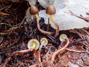  ( - HAY-F-005006)  @11 [ ] by-nc (2023) Dean Lyons Fungal Diversity Survey