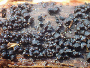  ( - HAY-F-004993)  @11 [ ] by-nc (2023) Dean Lyons Fungal Diversity Survey