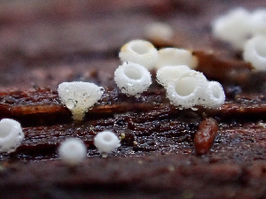  (Lachnum sp. CA03 - HAY-F-004992)  @11 [ ] by-nc (2023) Dean Lyons Fungal Diversity Survey