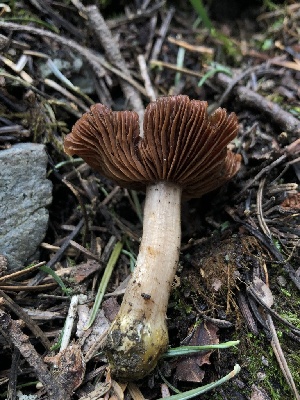  (Cortinarius bridgei - HAY-F-004982)  @11 [ ] by-nc (2023) Dean Lyons Fungal Diversity Survey