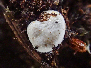  ( - HAY-F-004990)  @11 [ ] by-nc (2023) Dean Lyons Fungal Diversity Survey