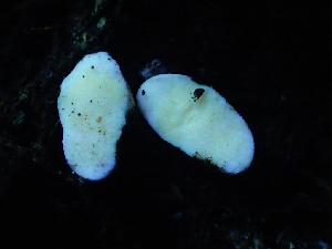  ( - HAY-F-004990)  @11 [ ] by-nc (2023) Dean Lyons Fungal Diversity Survey