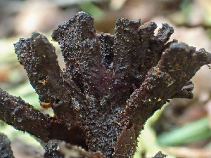  ( - HAY-F-004984)  @11 [ ] by-nc (2023) Dean Lyons Fungal Diversity Survey