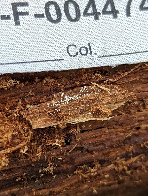  ( - HAY-F-004474)  @11 [ ] by-nc (2023) Stu Pickell Fungal Diversity Survey