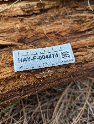  ( - HAY-F-004474)  @11 [ ] by-nc (2023) Stu Pickell Fungal Diversity Survey