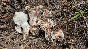  ( - HAY-F-002205)  @11 [ ] by-nc (2023) Thea Chesney Fungal Diversity Survey