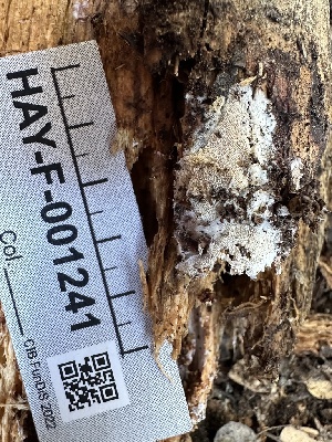  (Trechispora sp. CA01 - HAY-F-001241)  @11 [ ] by-nc (2023) Aaron Tupac Fungal Diversity Survey