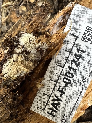 ( - HAY-F-001241)  @11 [ ] by-nc (2023) Aaron Tupac Fungal Diversity Survey