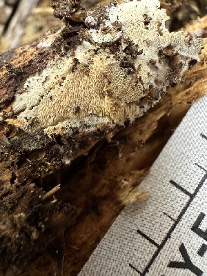  ( - HAY-F-001241)  @11 [ ] by-nc (2023) Aaron Tupac Fungal Diversity Survey