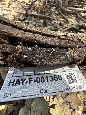  ( - HAY-F-001360)  @11 [ ] by-nc (2023) Aaron Tupac Fungal Diversity Survey