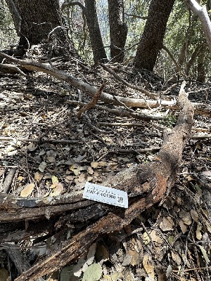  ( - HAY-F-001360)  @11 [ ] by-nc (2023) Aaron Tupac Fungal Diversity Survey