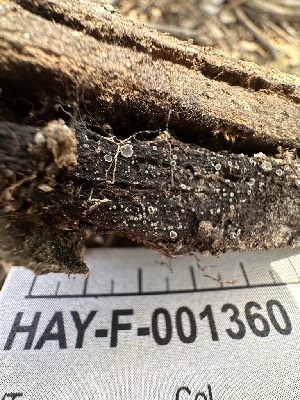  ( - HAY-F-001360)  @11 [ ] by-nc (2023) Aaron Tupac Fungal Diversity Survey