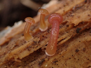  ( - HAY-F-003804)  @11 [ ] by-nc (2023) Grace Stark Fungal Diversity Survey