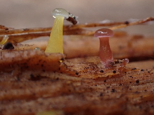  ( - HAY-F-003804)  @11 [ ] by-nc (2023) Grace Stark Fungal Diversity Survey