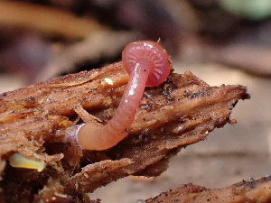  ( - HAY-F-003804)  @11 [ ] by-nc (2023) Grace Stark Fungal Diversity Survey