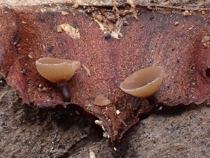  ( - HAY-F-003789)  @11 [ ] by-nc (2023) Grace Stark Fungal Diversity Survey