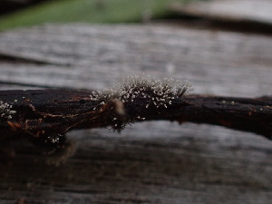  ( - HAY-F-003788)  @11 [ ] by-nc (2023) Grace Stark Fungal Diversity Survey