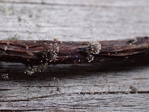  ( - HAY-F-003788)  @11 [ ] by-nc (2023) Grace Stark Fungal Diversity Survey