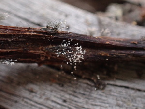  ( - HAY-F-003788)  @11 [ ] by-nc (2023) Grace Stark Fungal Diversity Survey