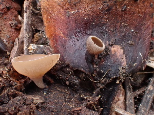  ( - HAY-F-003789)  @11 [ ] by-nc (2023) Grace Stark Fungal Diversity Survey