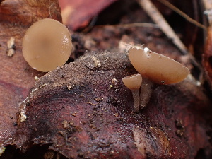  ( - HAY-F-003789)  @11 [ ] by-nc (2023) Grace Stark Fungal Diversity Survey