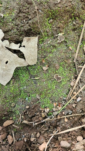 ( - HAY-F-002219)  @11 [ ] by-nc (2023) Thea Chesney Fungal Diversity Survey