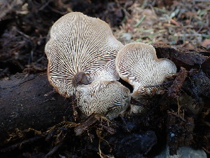  ( - HAY-F-005147)  @11 [ ] by-nc (2023) Sadie Hickey Fungal Diversity Survey
