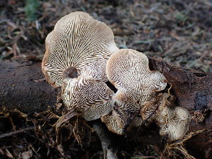  ( - HAY-F-005147)  @11 [ ] by-nc (2023) Sadie Hickey Fungal Diversity Survey