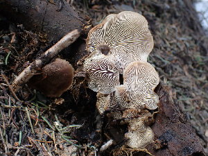 ( - HAY-F-005147)  @11 [ ] by-nc (2023) Sadie Hickey Fungal Diversity Survey