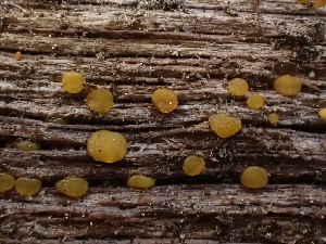  (Dacrymyces sp. CA06 - HAY-F-003778)  @11 [ ] by-nc (2023) Grace Stark Fungal Diversity Survey
