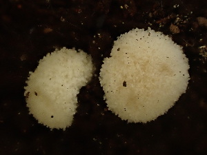  ( - HAY-F-003924)  @11 [ ] by-nc (2023) Grace Stark Fungal Diversity Survey