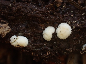 ( - HAY-F-003924)  @11 [ ] by-nc (2023) Grace Stark Fungal Diversity Survey