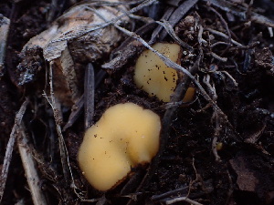  (Chaetothiersia - HAY-F-003911)  @11 [ ] by-nc (2023) Grace Stark Fungal Diversity Survey