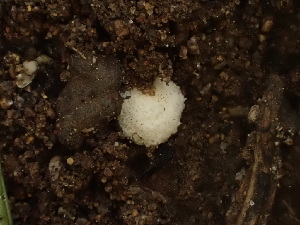  ( - HAY-F-003774)  @11 [ ] by-nc (2023) Grace Stark Fungal Diversity Survey