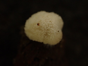  ( - HAY-F-003774)  @11 [ ] by-nc (2023) Grace Stark Fungal Diversity Survey