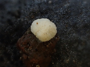  ( - HAY-F-003774)  @11 [ ] by-nc (2023) Grace Stark Fungal Diversity Survey