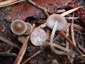  (Mycena sp. CA06 - HAY-F-003776)  @11 [ ] by-nc (2023) Grace Stark Fungal Diversity Survey