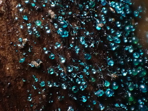  (Leotiomycetes_family_incertae_sedis - HAY-F-003777)  @11 [ ] by-nc (2023) Grace Stark Fungal Diversity Survey