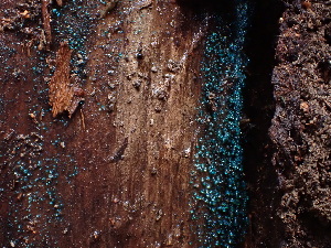  ( - HAY-F-003777)  @11 [ ] by-nc (2023) Grace Stark Fungal Diversity Survey