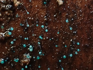  ( - HAY-F-003777)  @11 [ ] by-nc (2023) Grace Stark Fungal Diversity Survey