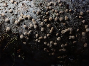  (Aleurodiscus - HAY-F-003929)  @11 [ ] by-nc (2023) Grace Stark Fungal Diversity Survey
