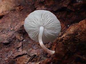  (Collybia bakerensis - HAY-F-003920)  @11 [ ] by-nc (2023) Grace Stark Fungal Diversity Survey