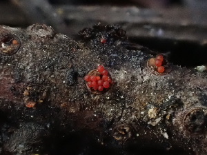  ( - HAY-F-003867)  @11 [ ] by-nc (2023) Grace Stark Fungal Diversity Survey
