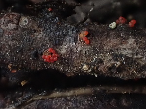  ( - HAY-F-003867)  @11 [ ] by-nc (2023) Grace Stark Fungal Diversity Survey