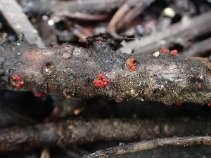  ( - HAY-F-003867)  @11 [ ] by-nc (2023) Grace Stark Fungal Diversity Survey