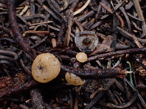  ( - HAY-F-003878)  @11 [ ] by-nc (2023) Grace Stark Fungal Diversity Survey